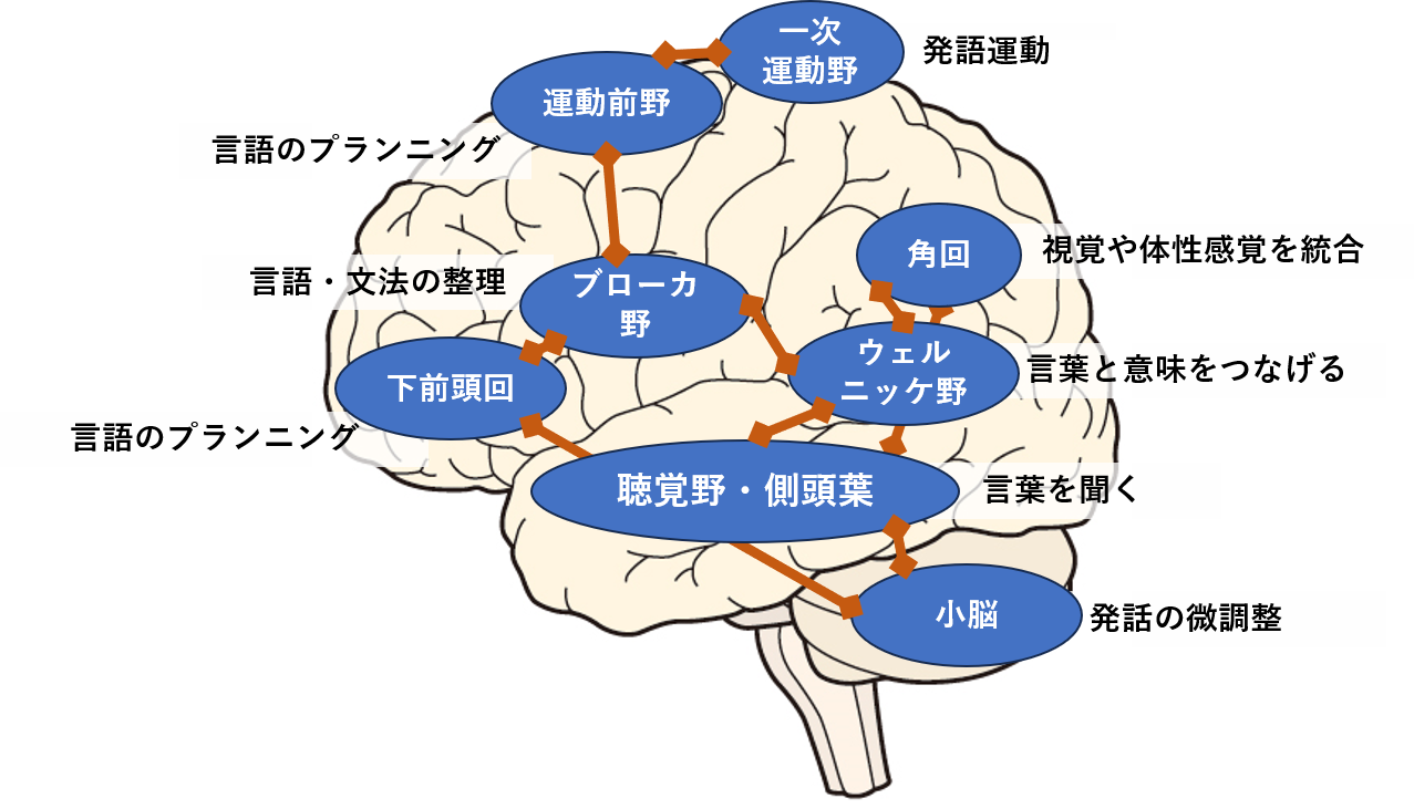 コネクティビティを理解する初心者のための脳科学の独学勉強法 | ヤマ脳勉強ブログ