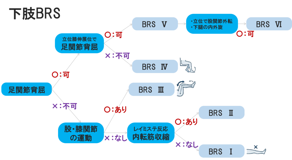 ブルンストロームステージ（Brunnstrom Stage）下肢フローチャート