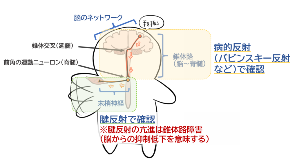 腱反射と病的反射