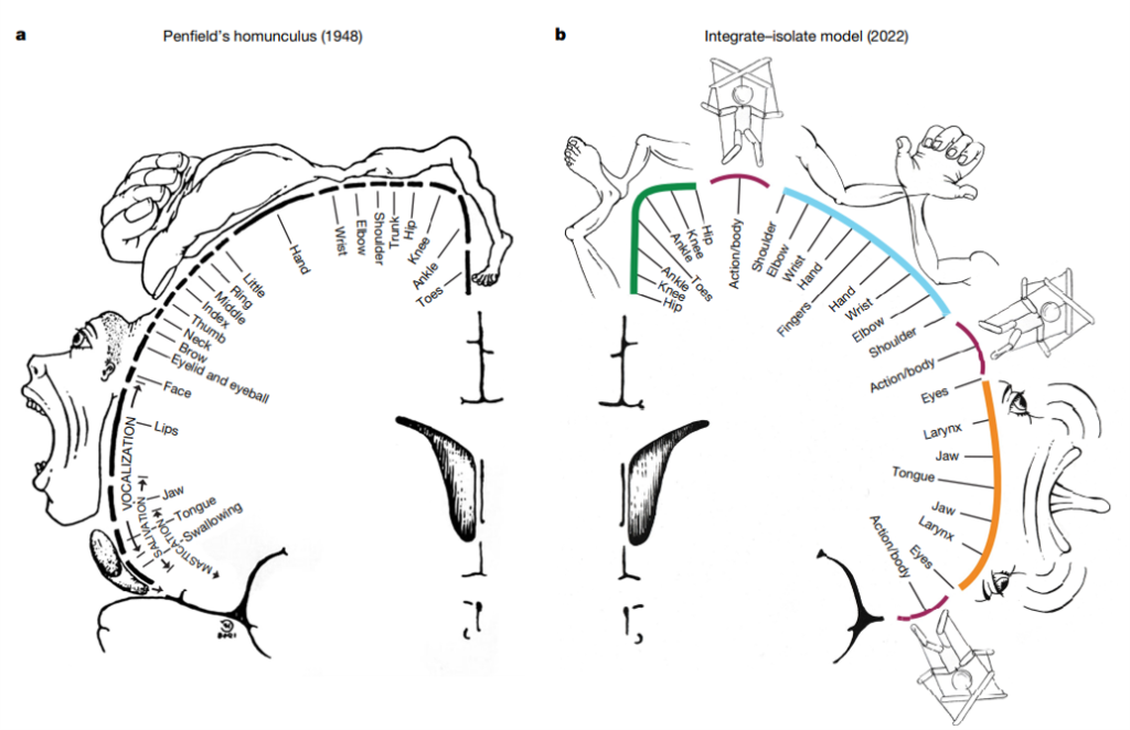 ホムンクルスとIntegrate-isolate model
